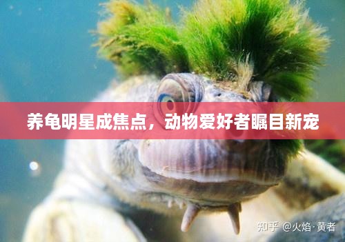 養(yǎng)龜明星成焦點(diǎn)，動(dòng)物愛(ài)好者矚目新寵