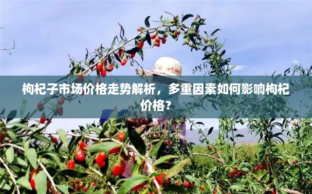 枸杞子市場價(jià)格走勢解析，多重因素如何影響枸杞價(jià)格？