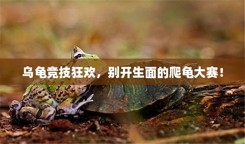 烏龜競(jìng)技狂歡，別開(kāi)生面的爬龜大賽！