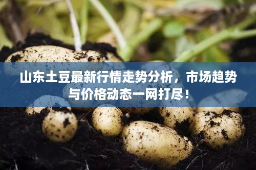 山東土豆最新行情走勢分析，市場趨勢與價格動態(tài)一網(wǎng)打盡！