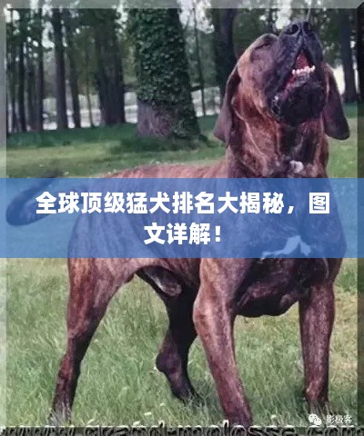 全球頂級猛犬排名大揭秘，圖文詳解！