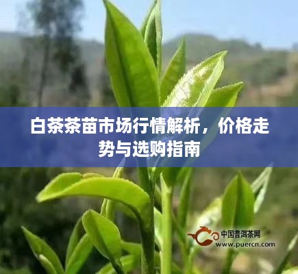 白茶茶苗市場(chǎng)行情解析，價(jià)格走勢(shì)與選購(gòu)指南