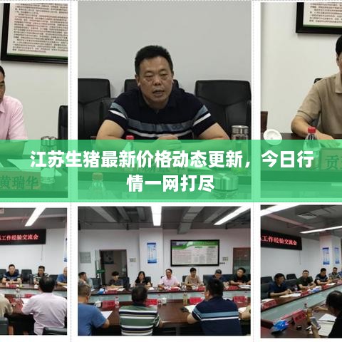 江蘇生豬最新價格動態(tài)更新，今日行情一網(wǎng)打盡