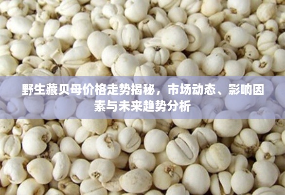 野生藏貝母價(jià)格走勢(shì)揭秘，市場(chǎng)動(dòng)態(tài)、影響因素與未來趨勢(shì)分析