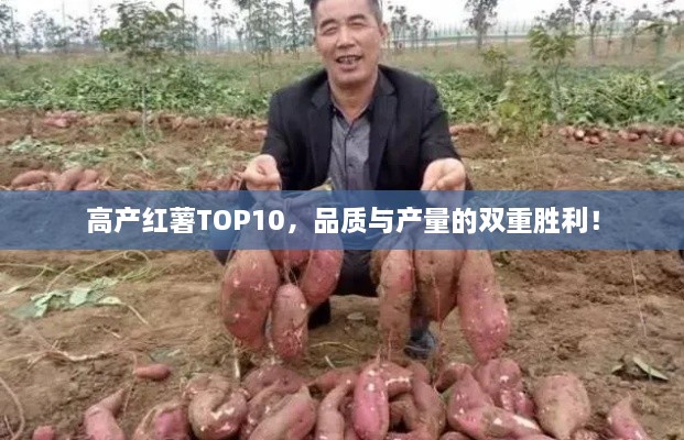 高產紅薯TOP10，品質與產量的雙重勝利！