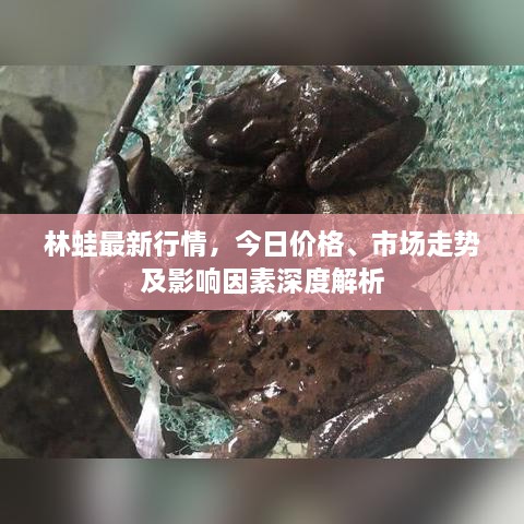 林蛙最新行情，今日價(jià)格、市場(chǎng)走勢(shì)及影響因素深度解析