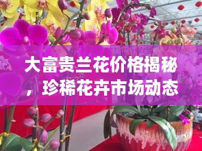 大富貴蘭花價(jià)格揭秘，珍稀花卉市場動(dòng)態(tài)與價(jià)值探究