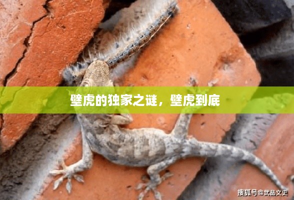 壁虎的獨(dú)家之謎，壁虎到底 