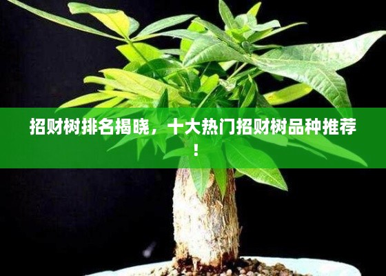 招財樹排名揭曉，十大熱門招財樹品種推薦！