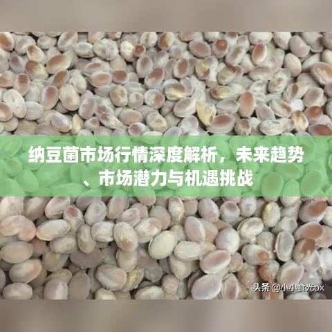 納豆菌市場(chǎng)行情深度解析，未來(lái)趨勢(shì)、市場(chǎng)潛力與機(jī)遇挑戰(zhàn)